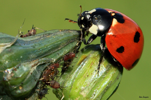 Les insectes : alliés du jardin!