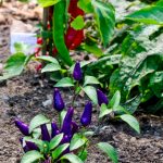 plant de piment violet mini