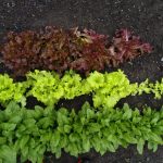 rang de salades rouge, vert clair et vert foncé