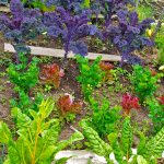jardinet coloré avec culture intercalaire